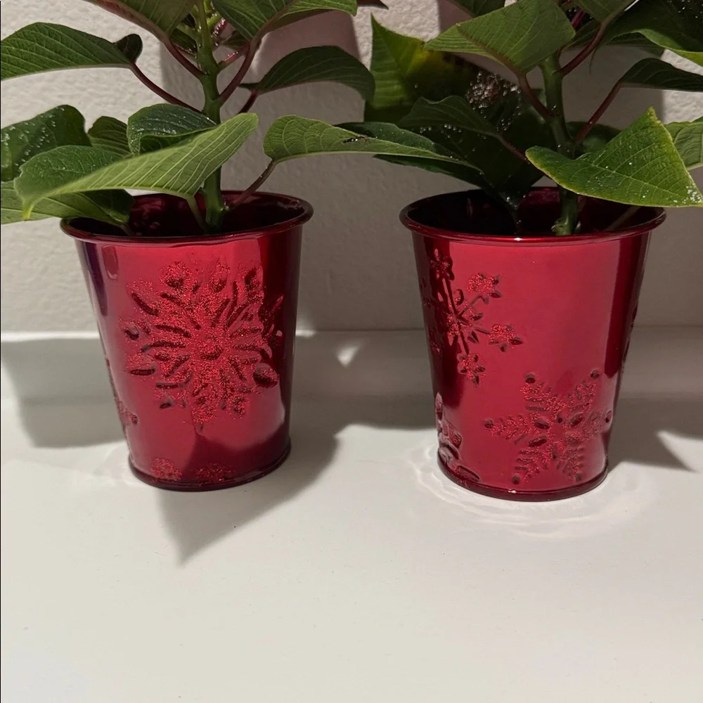 6 Mini Holiday Plant Pot